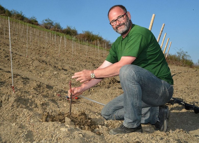 Thomas Zenz, Betriebsleiter des Weinguts Klostermühle Odernheim, pflanzt Pinot-Noir-Reben aus dem Burgund im Langenberg an der Nahe.