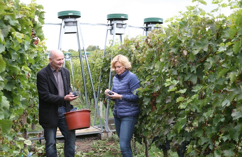 Auswirkung von erhöhtem CO2-Gehalt der Luft auf den Weinbau - Ministerin Julia Klöckner macht sich ein Bild anhand der Versuchsanlage in Geisenheim. Links: Prof. Manfred Stoll, Hauptbetreuer des Projekts, im Hintergrund die CO2-Gebläse