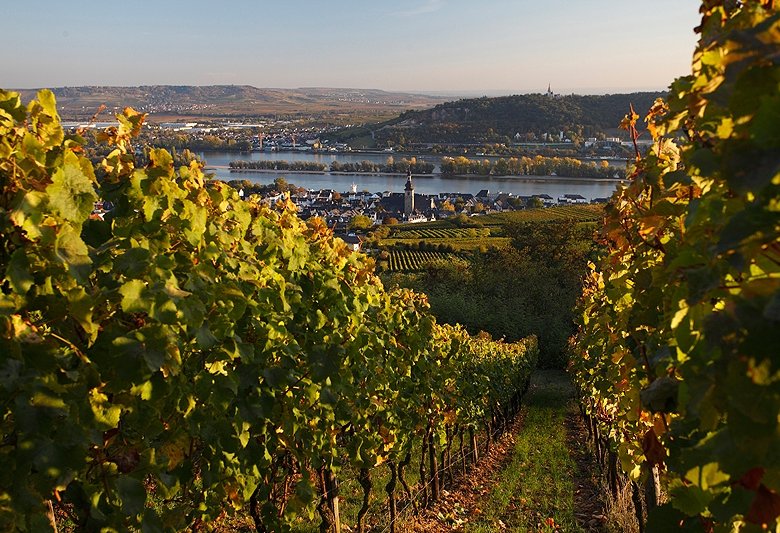 Weinberge bei Rüdesheim.