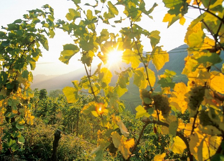 Weinberge bei Birkweiler: Die Qualität der Trauben des Jahrgangs 2015 stimmt schon mal.