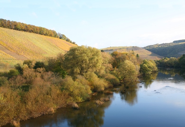 Weinberge an der Saar bei Kanzem, vorne links der Kanzemer Altenberg.